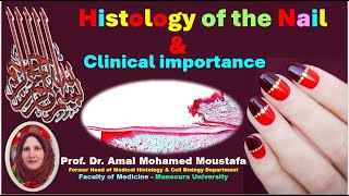 3 Histology of the Nail amp Nail Diseases Dr Amal mohamed moustafa [upl. by Sirmons]