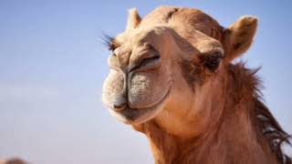 Facts About Dromedary Camel [upl. by Bluefarb]