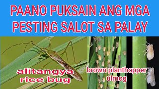 PANG CONTROL SA ULMOG AT RICE BUG NG PALAY [upl. by Annoda]