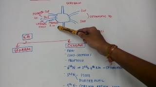 cavernous sinus thrombosis [upl. by Eniksre]