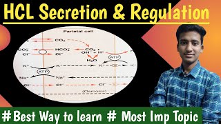 Gastric Acid Secretion HCL Secretion and its regulation GIT Physiology  hindi  Ashish [upl. by Hako]