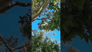 A corella in the tree australianbirds godscreatures [upl. by Ivanah]