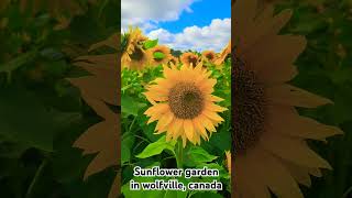 Sunflower u pick in wolfville canada tamilsong  arrahamn tamil halifax canada [upl. by Heimlich]