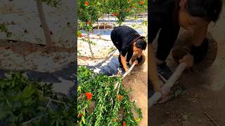 Would You Plant A Pomegranate Tree satisfying shot [upl. by Engel]