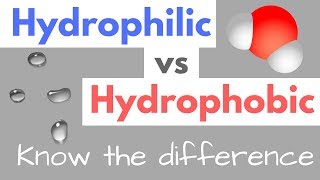 Hydrophilic vs Hydrophobic  Substances  Cell Membranes [upl. by Emirac577]