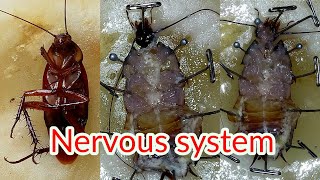 Dissection of Cockroach Nervous System  Periplaneta americana  Zoology Practical  X XII amp UG [upl. by Morell796]