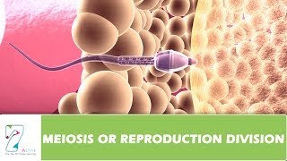 MEIOSIS OR REPRODUCTION DIVISION  PART 01 [upl. by Neils]