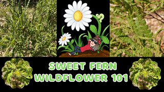 Sweet Fern  Comptonia peregrina  Wildflower 101  Episode 38 [upl. by Divine]