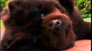 YouTube Breed All About It Chow Chow [upl. by Buttaro]