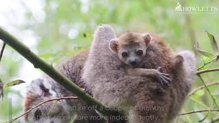 A Baby Crowned Lemur Has Been Born At Howletts Wild Animal Park [upl. by Rihaz503]