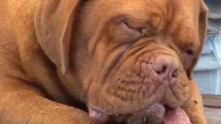 Il Dogue De Bordeaux [upl. by Alphonse]