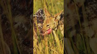 Jackal Gulping its Breakfast Wincent 8VZlX jackal wildlife nature [upl. by Yoo]