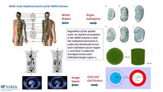 Dosimetry Methods for Radiopharmaceutical Therapy [upl. by Gawain35]