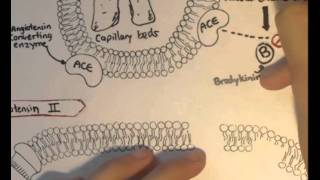 ReninAngiotensin System Structure Chymase [upl. by Nnyleak371]