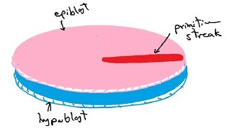 bilaminar and trilaminar embryonic disc  gastrulation  english  DR SAMEH GHAZY [upl. by Anerac]