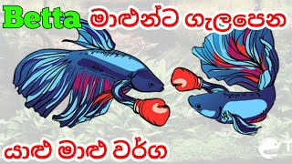 Betta fish Tank Mates in Sinhala [upl. by Nagol]