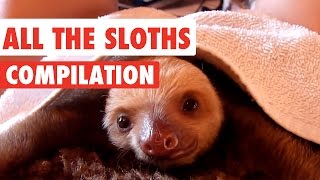 All The Sloths Video Compilation 2016 [upl. by Colton]