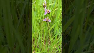 Flowers of our fields in south Norfolk  Bee Orchid [upl. by Eustazio549]