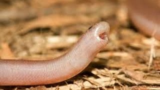 Blind snake ام مخييط [upl. by Innis408]