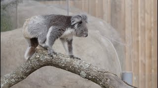 Koala Creek Opening Ceremony  March 2019 [upl. by Yrrak850]