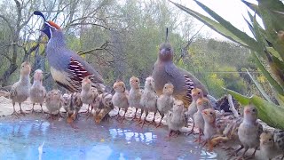 19 Quail Chicks Drinking on a Hot Day [upl. by Blader]