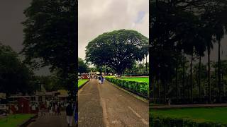 500 year old haunted tree in goa bollywood song ancient horrorstories trending shorts [upl. by Ultun]