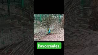 Pavorreales en el aviario la Pérgola en ManzanilloColima 🦚 parati pavoreal aviario feed shorts [upl. by Amak518]