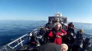 Farnes Seal Diving Filey Brigg Dive Club 2015 [upl. by Aisatnaf]