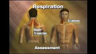 Breathing Assessment [upl. by Aicirtak243]