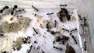 Camponotus singularis  Open view [upl. by Belamy]