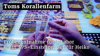 Update von meiner Korallenzucht Probenentnahme fürs Labor und Korallenableger für Heiko [upl. by Turtle]