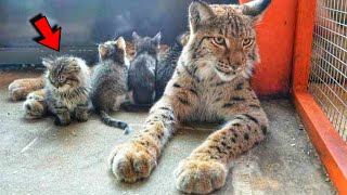 Wild Lynx from zoo adopts stray kittens and raises them as her own cubs [upl. by Airehtfele]