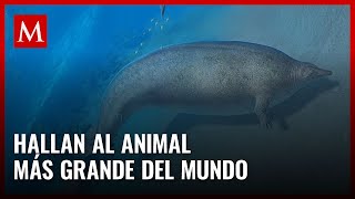 El descubrimiento de la ballena Perucetus asombra al mundo [upl. by Kcolttam]