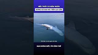 Nếu vô tình nhìn thấy cá heo nằm ngửa trên biển đừng có dại mà tiến lại gần [upl. by Aicenav]