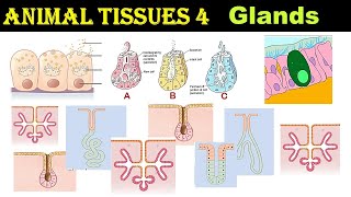 Glands amp its Classification  Merocrine  Apocrine  Holocrine  Animal Tissues  Part 4 [upl. by Leahcimaj]