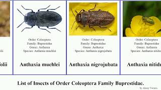 List of Insects of Order Coleoptera Family Buprestidae castiarina agrilus acmaeodera anthaxia ash [upl. by Curson]