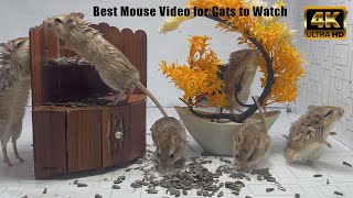 Cat Games  Catching Mice For Cats to Watch amp Enjoy  Entertainment Video For Pets [upl. by Enairb]