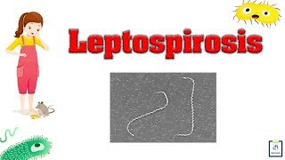 Leptospirosis  Introduction Causes Pathophysiology Symptoms Diagnosis [upl. by Selmner381]