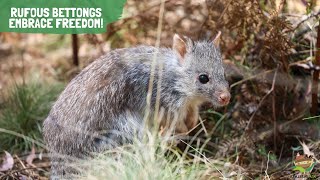 Aussie Ark’s Rufous Bettongs Embrace Freedom [upl. by Mariya]