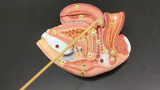 Female Reproductive Anatomy  Review and Practice [upl. by Hindu]