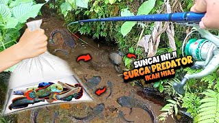 BERUNTUNG‼️Menemukan HABITAT Asli IKAN HIAS VIRAL  Channa LIMBATA [upl. by Zavala863]