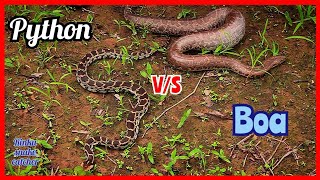 python snake vs sand boa snake। two face snake in india। अजगर सांप की वीडियो। दो मुंह वाला सांप 🐍 [upl. by Drabeck]