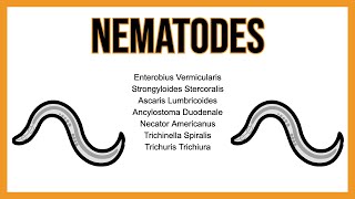 Nematodes INTESTINAL parasites [upl. by Etka]