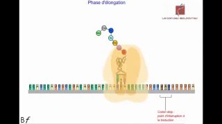 La traduction de lARN messager en protéines Animation [upl. by Coates208]