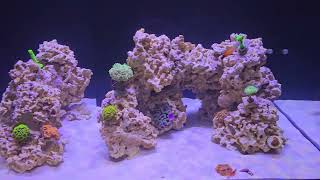 Red Sea Reefer 300 g2  Dia 67 [upl. by Myles]