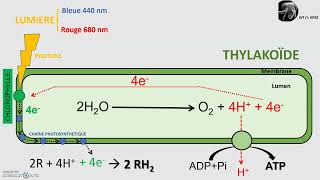 La phase photochimique de la photosynthèse dans le chloroplaste [upl. by Lavro166]