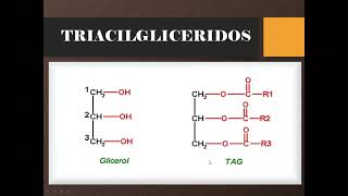 Morfofisiología I  Metabolismo de Lípidos 26 [upl. by Aicatsana]