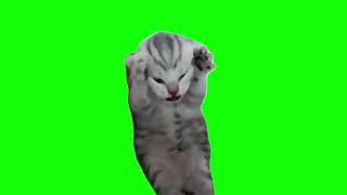 Green Screen Dramatic Kitten Meme  Screaming Cat Meme [upl. by Eirrej235]