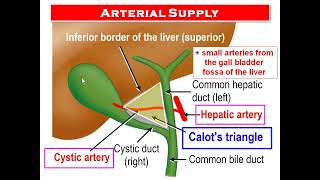 Anatomy of the Biliary System Dr Adel Bondok [upl. by Llesram361]