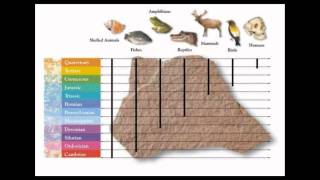 This is Why Every Scientist Accepts Evolution [upl. by Emmit]